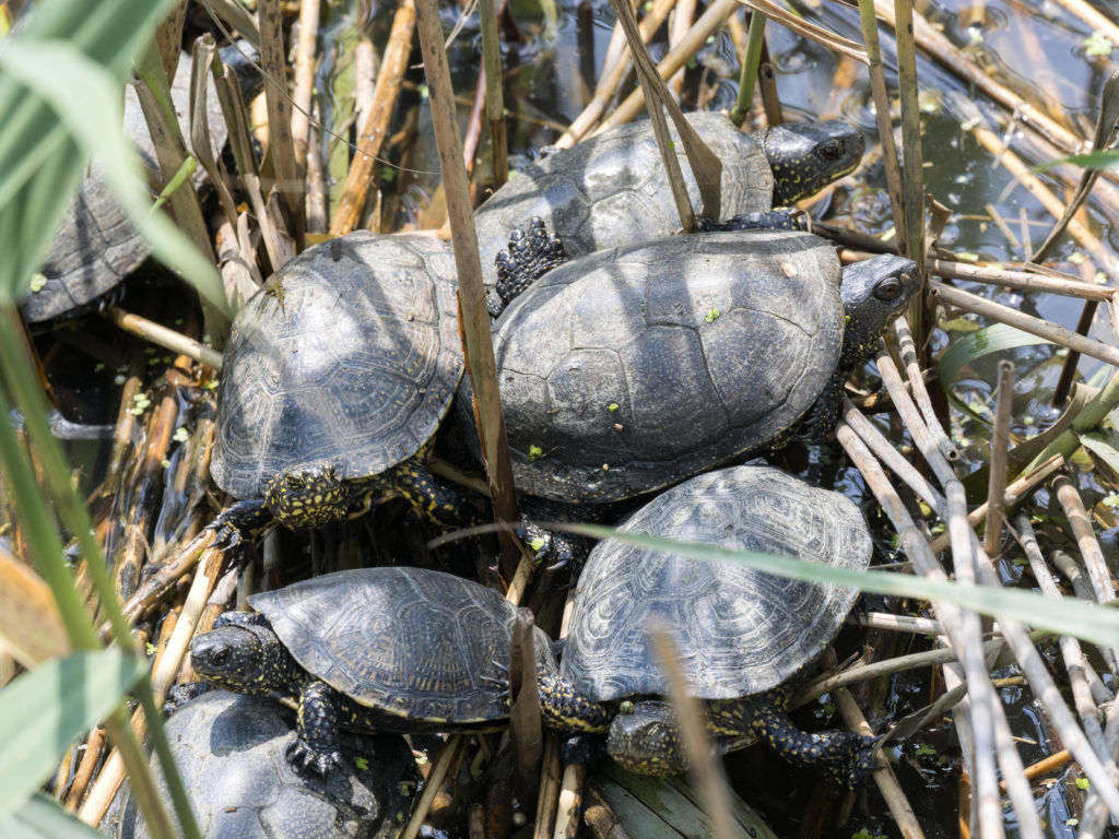 Galápago europeo