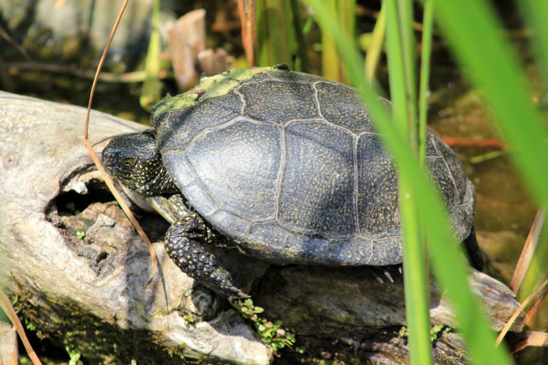 Galápago europeo