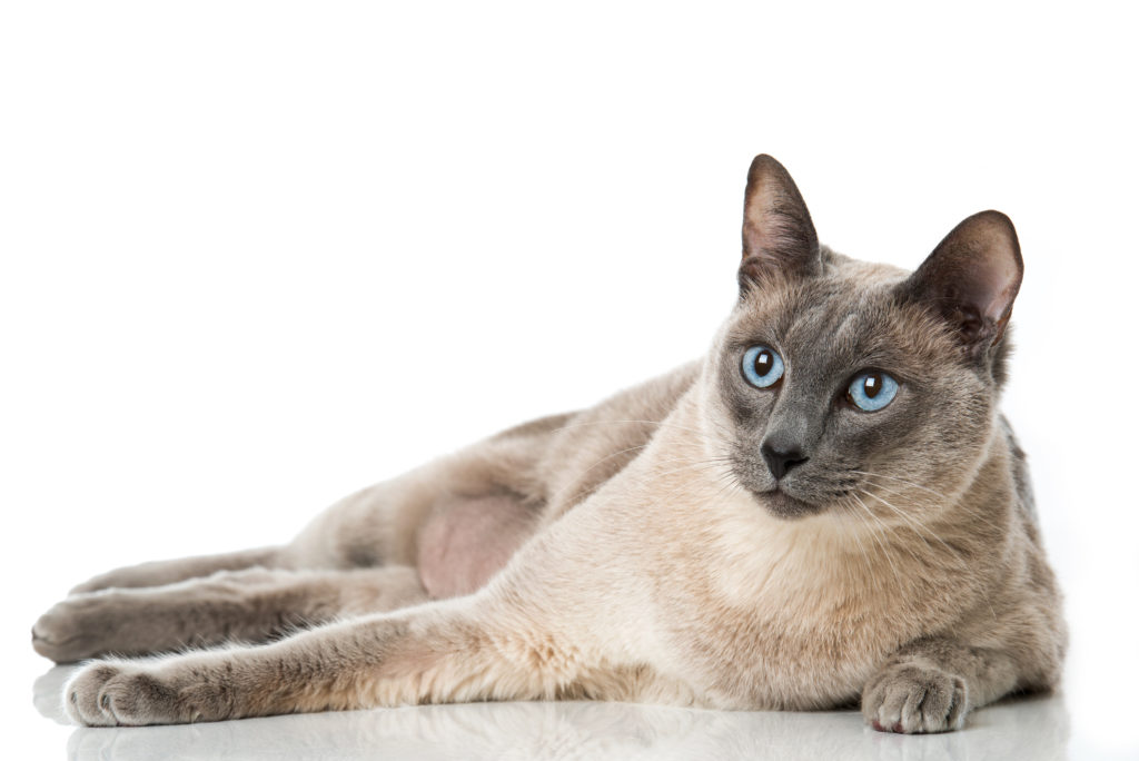 Gato tonkinés
