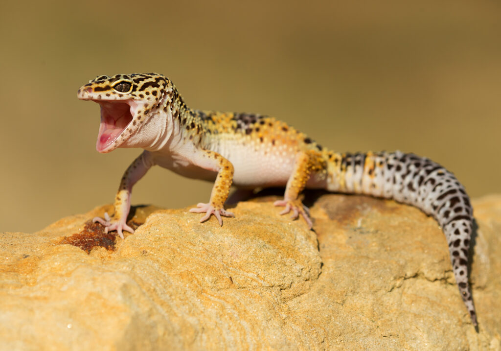 gecko leopardo