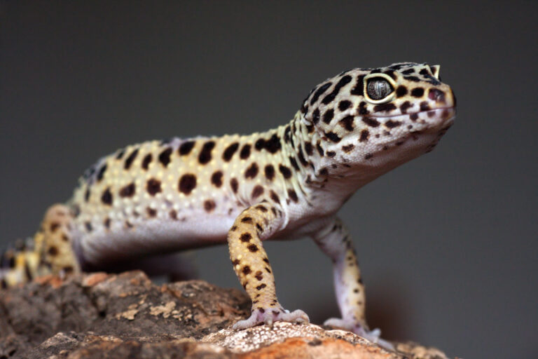 Gecko reptiles | zooplus