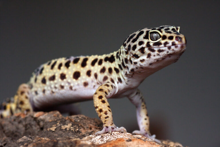 gecko leopardo