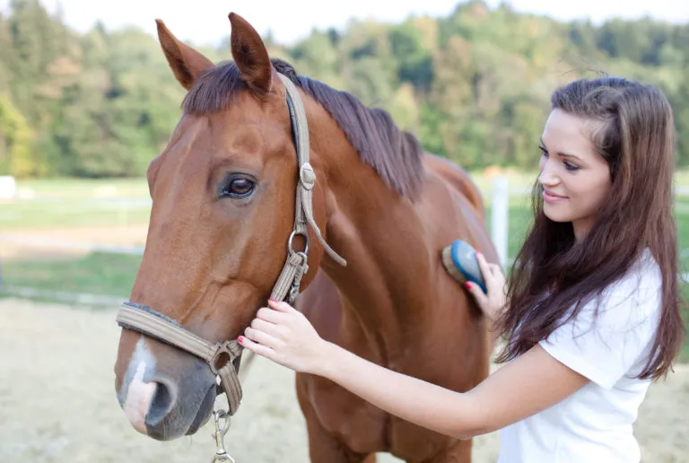Los cuidados de los caballos Los cuidados de los caballos