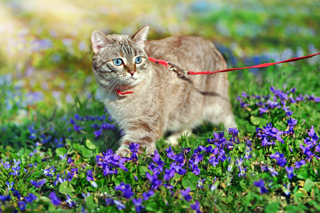 Pasear al gato