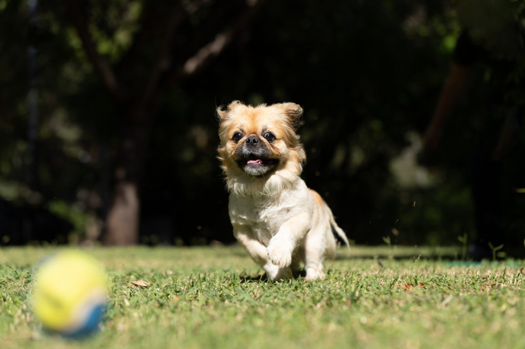 Pekinés