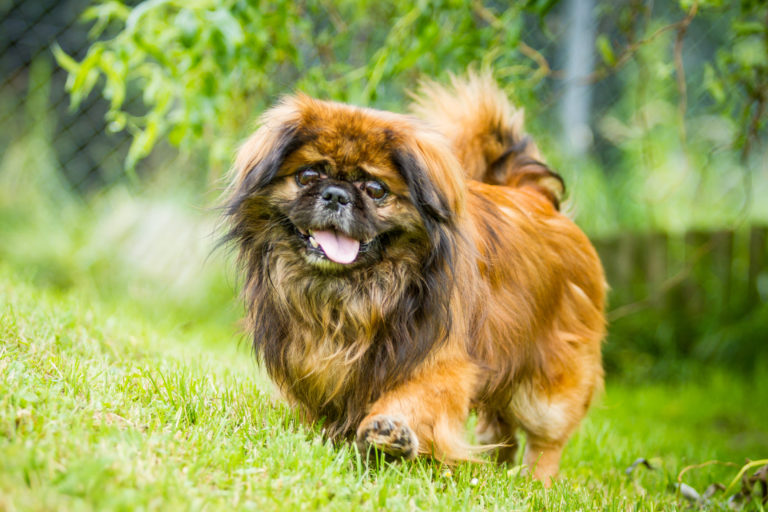 Pekinés