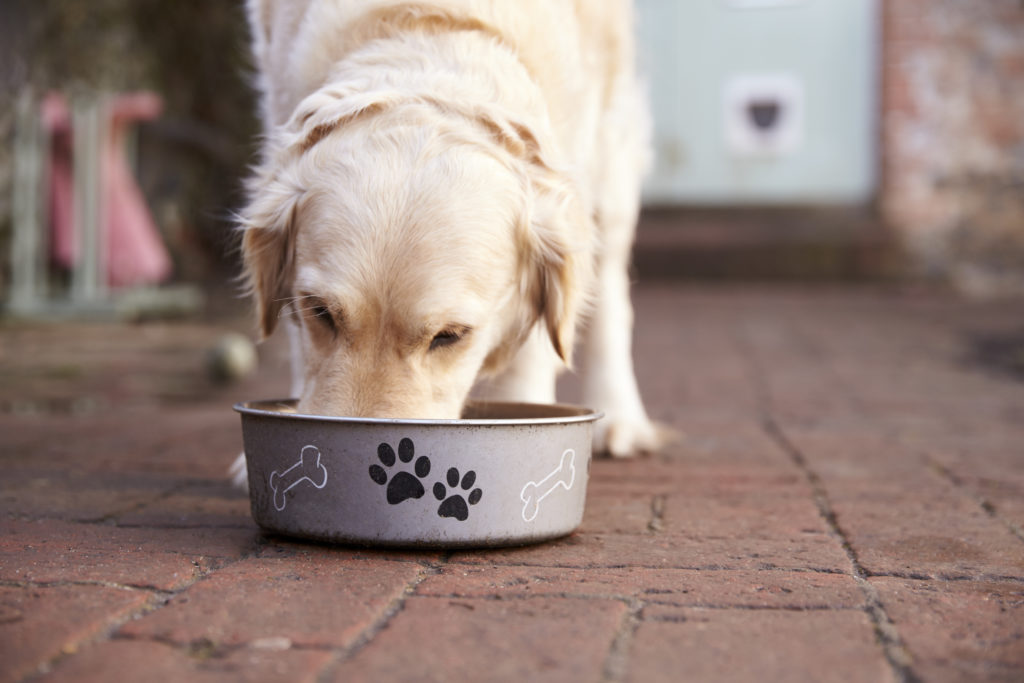 Pienso prensado en frío para perros