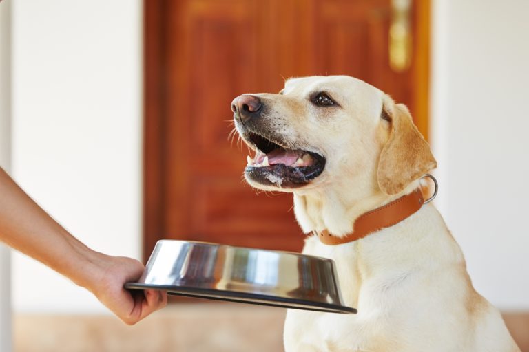 Pienso prensado en frío para perros