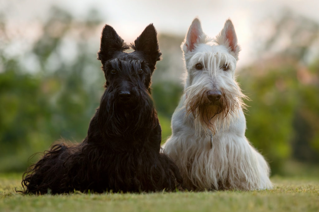 Scottish terrier