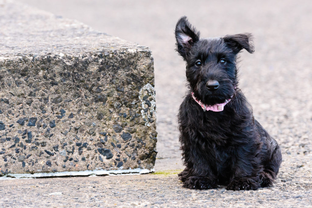 Scottish terrier