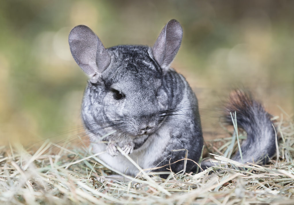 chinchilla