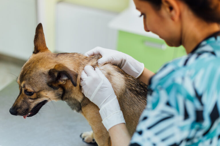 Abscesos en perros