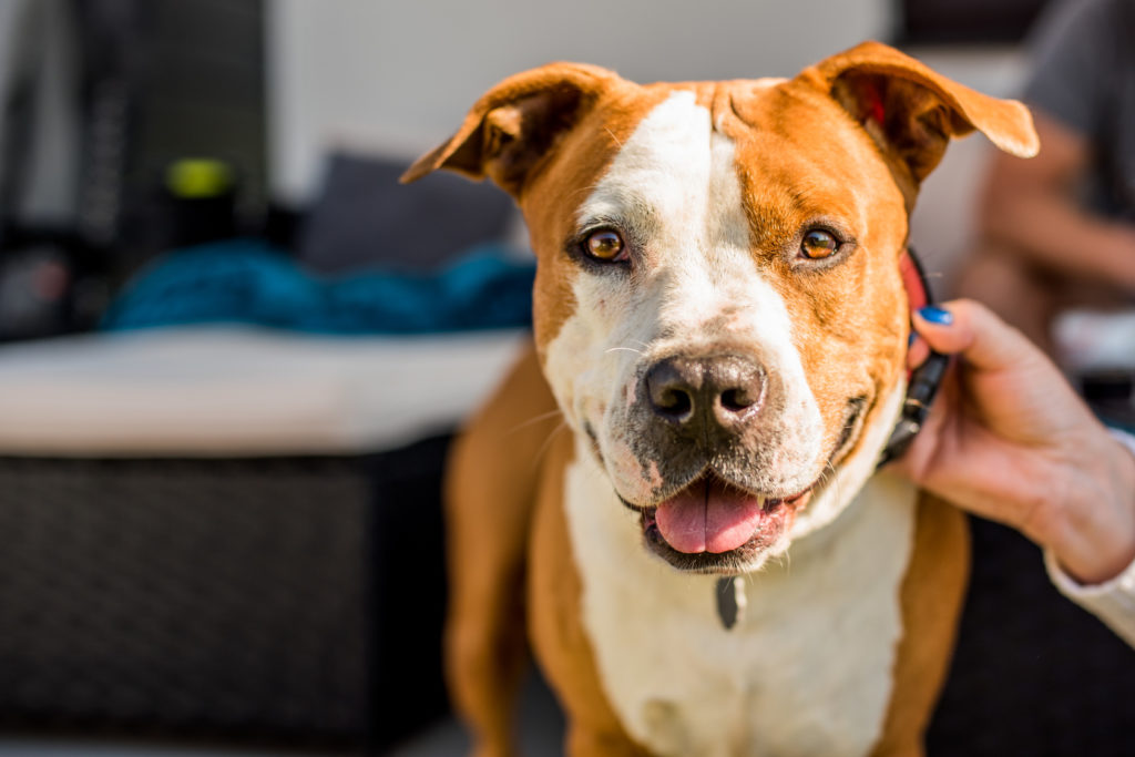 American staffordshire terrier