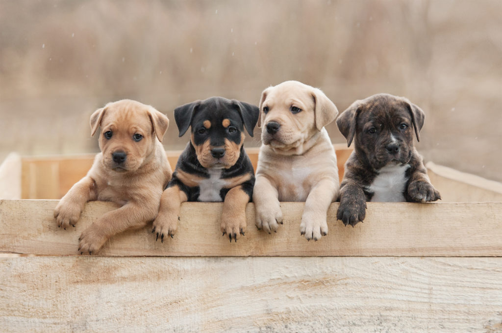 American staffordshire terrier