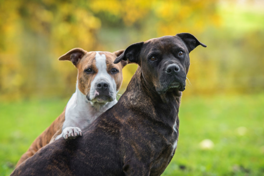 American staffordshire terrier