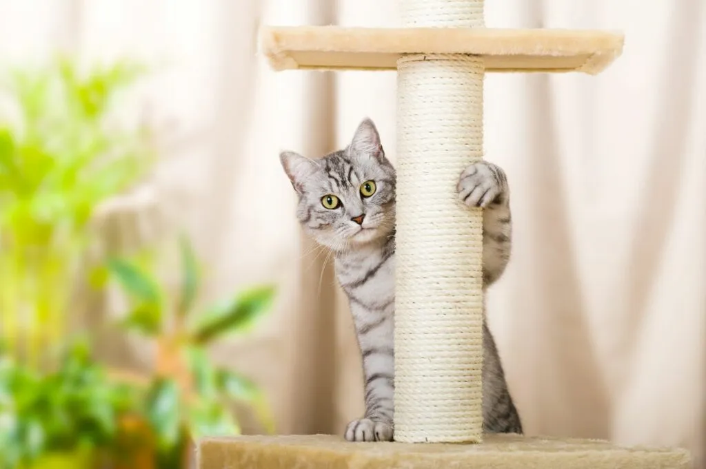 Ayudar en una protectora de gatos