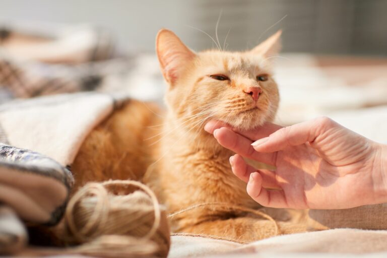 Ayudar en una protectora de gatos