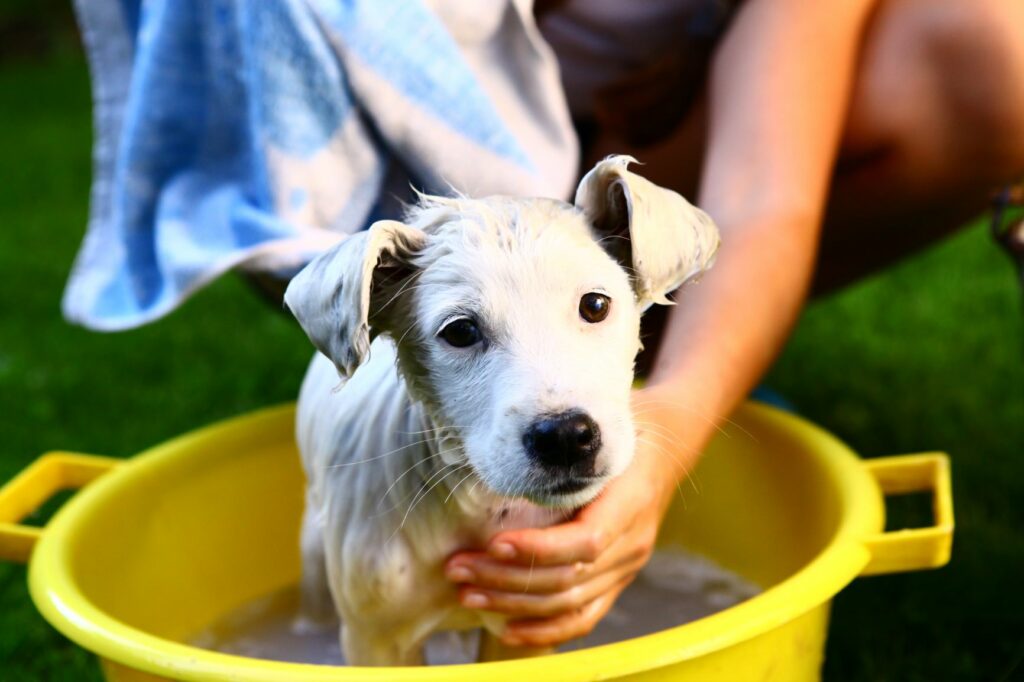 Bañar cachorro