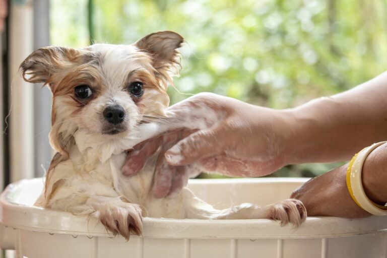 Bañar cachorro