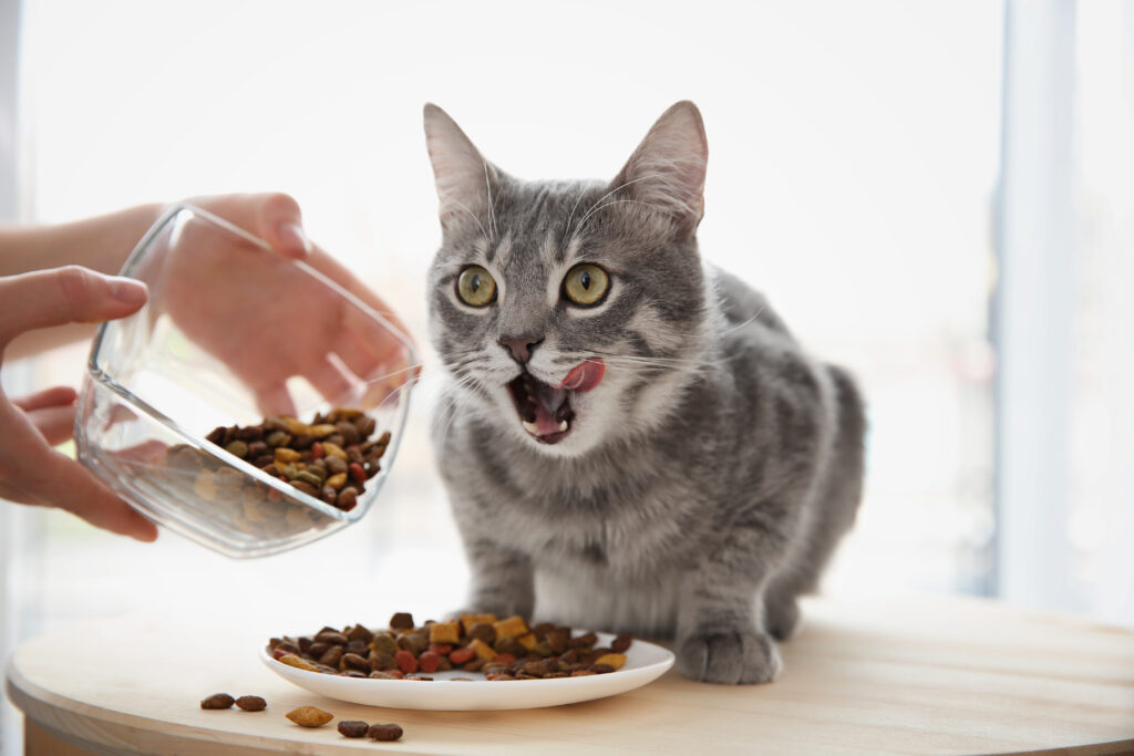 Comida para gatos para todas las edades