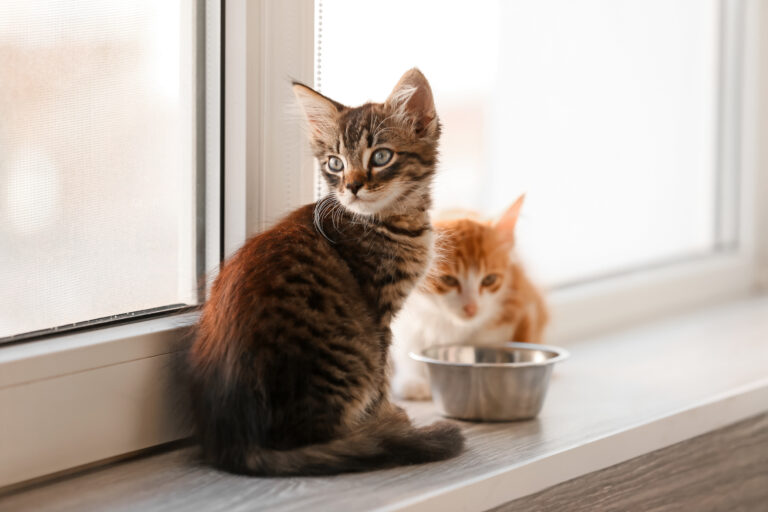 Comida para gatos para todas las edades