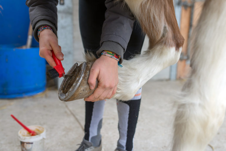 Cuidados de los cascos de los caballos El cuidado de los cascos de los caballos