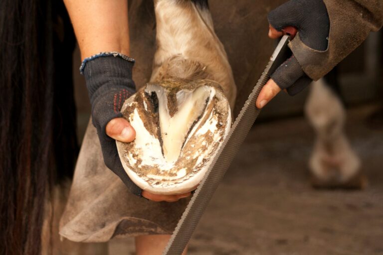 El cuidado de los cascos de los caballos