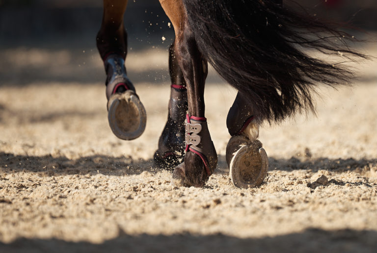 Enfermedades de los cascos de los caballos