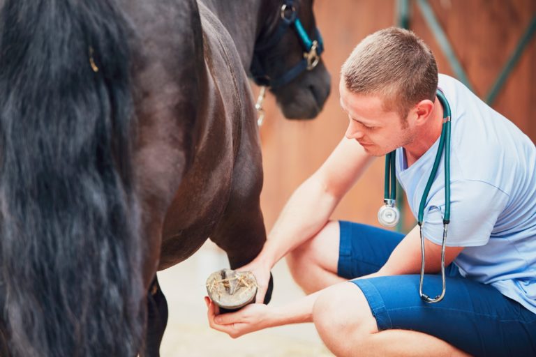 Decir Casi Avanzado Enfermedades de los cascos de los caballos | zooplus