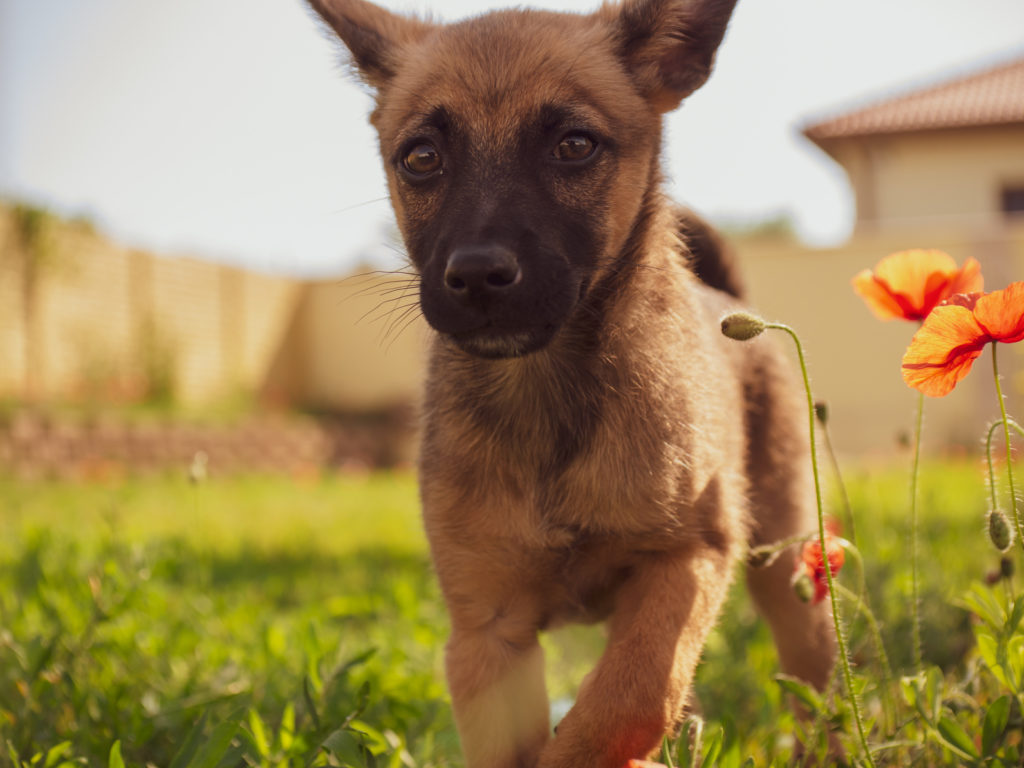 Pastor belga (malinois)