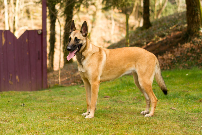 Pastor belga (malinois)