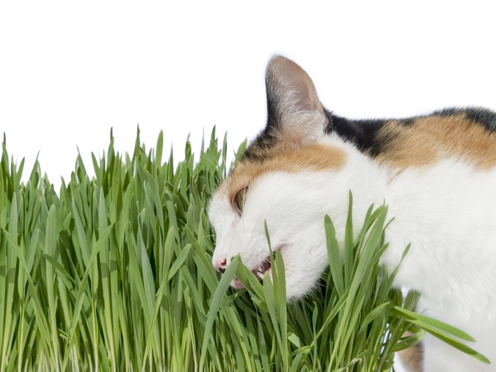 Valeriana para gatos