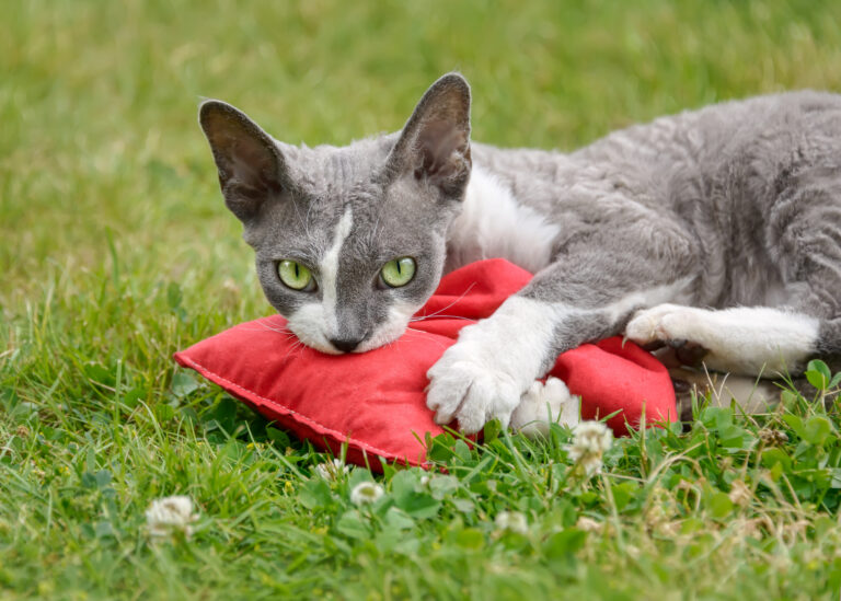 Valeriana para gatos