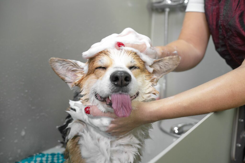 gritar Por Diez años Cómo bañar a un perro? Todo lo que debes saber
