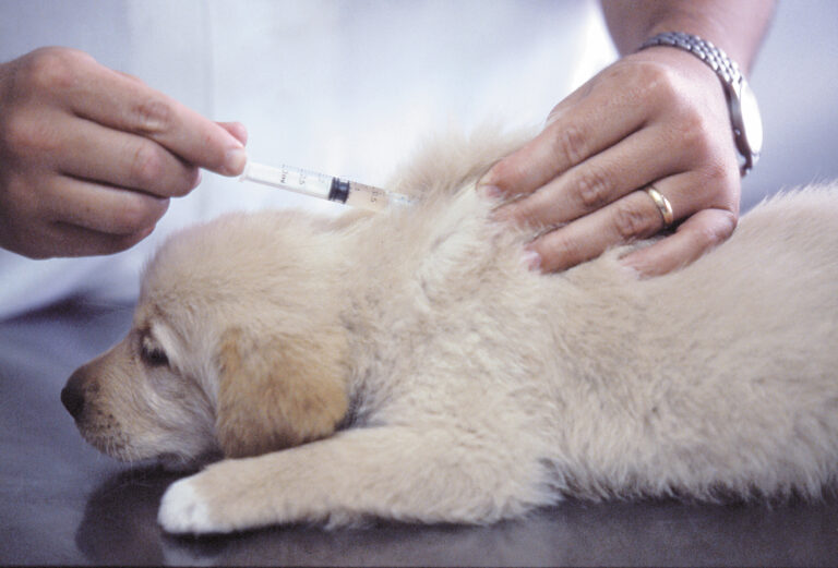 Amasar Hazlo pesado bandera Moquillo en perros | Descubre los síntomas y cómo prevenirlo