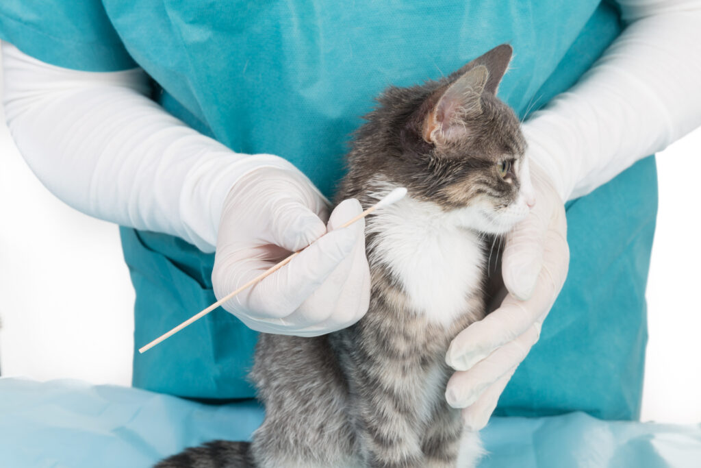 ácaros en gatos ácaros en gatos