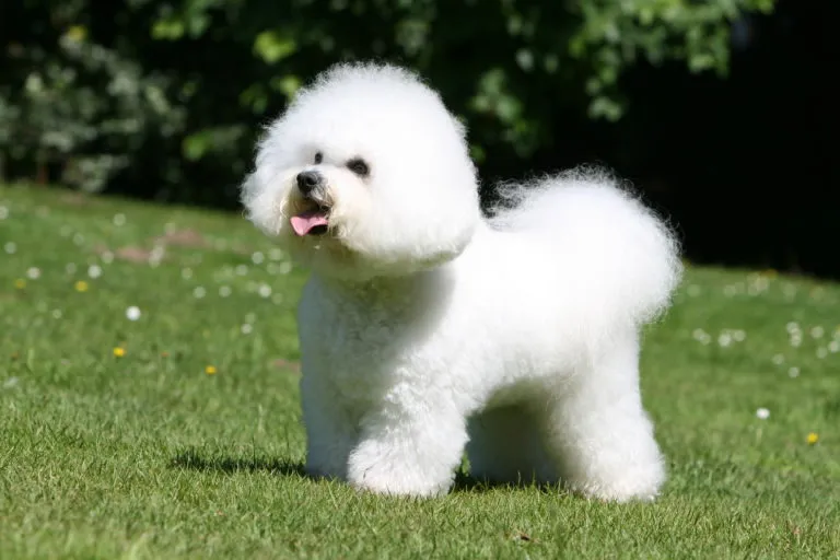 bichón frisé_1