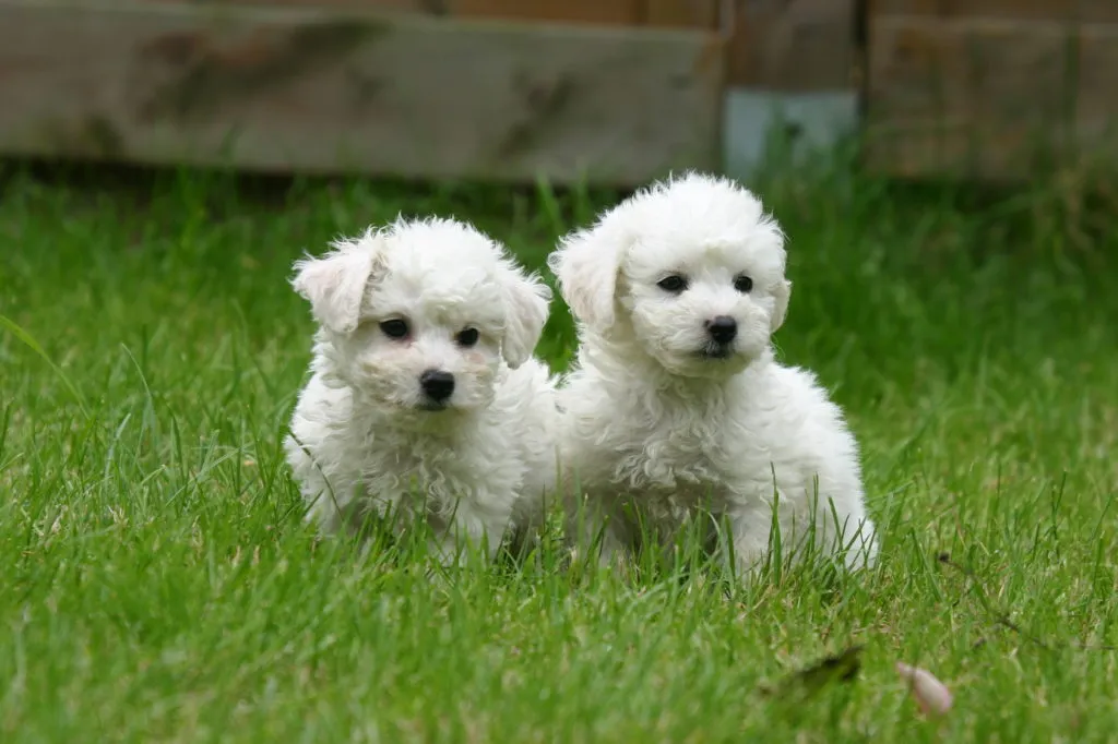 dos cachorros bich&oacute;n fris&eacute; blancos en el c&eacute;sped