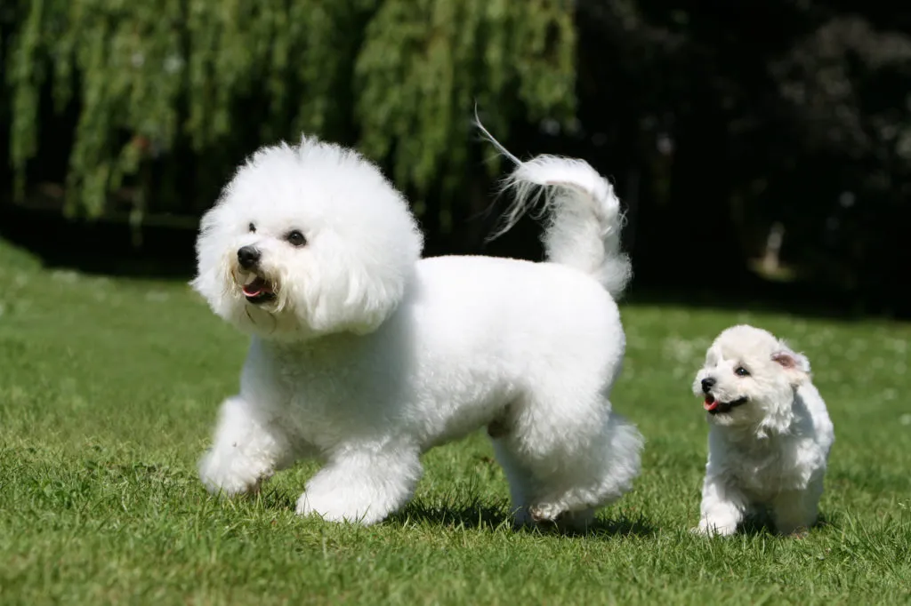 una madre bich&oacute;n fris&eacute; con su cachorro en el c&eacute;sped