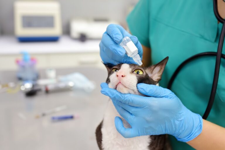 Conjuntivitis en gatos