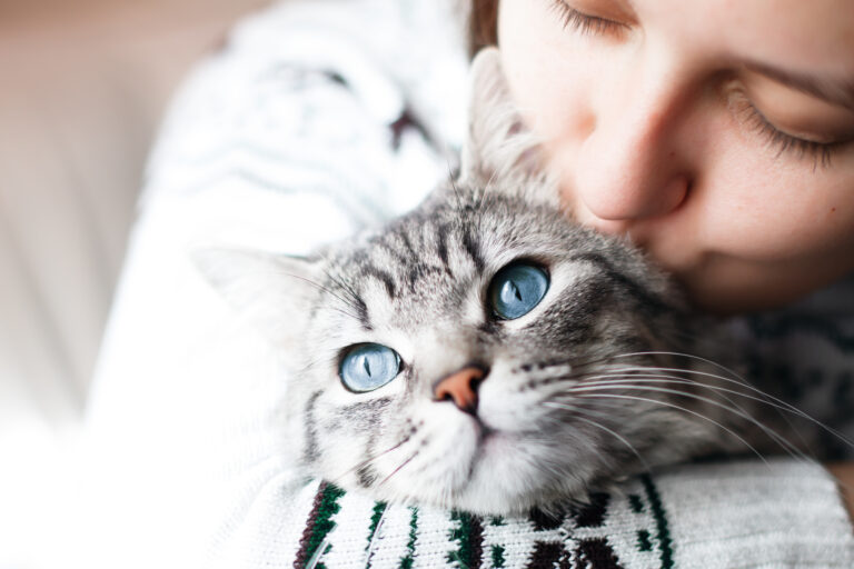 Conjuntivitis en gatos Conjuntivitis en gatos
