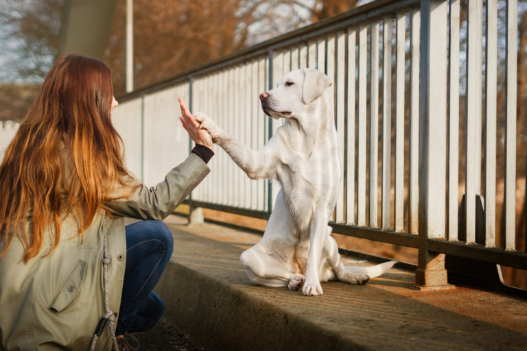 Cómo pasear a un perro sin correa