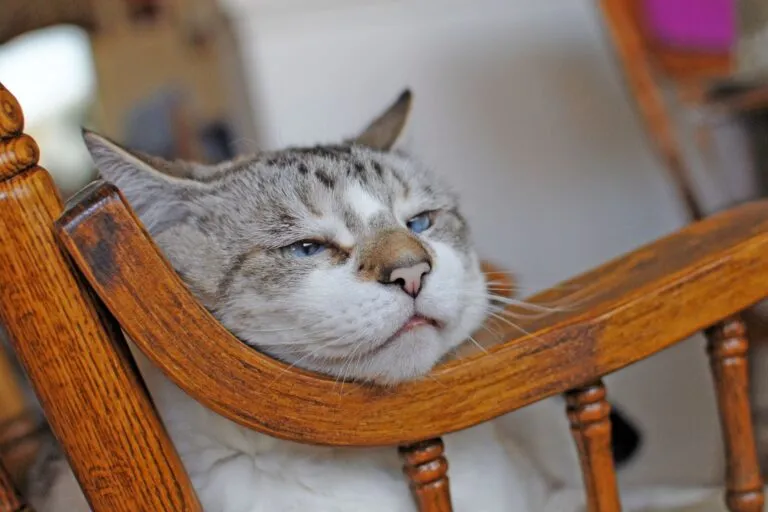 Gato anciano descansa en la mecedora.