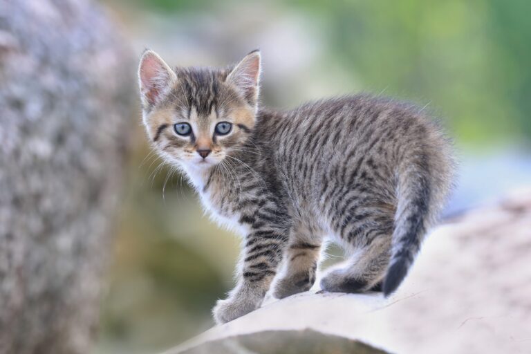 gato solitario