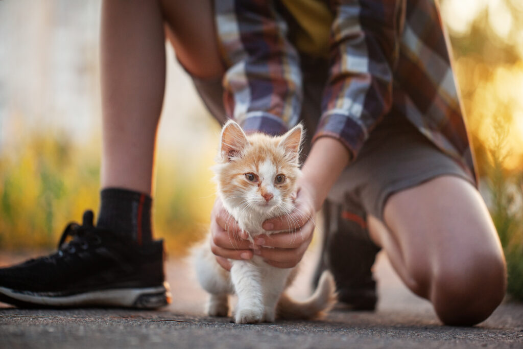 gato solitario