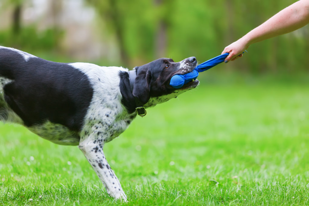 Adiestrador de perros