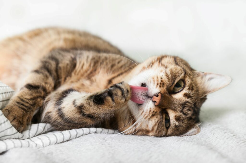 Gato de raza o mestizo