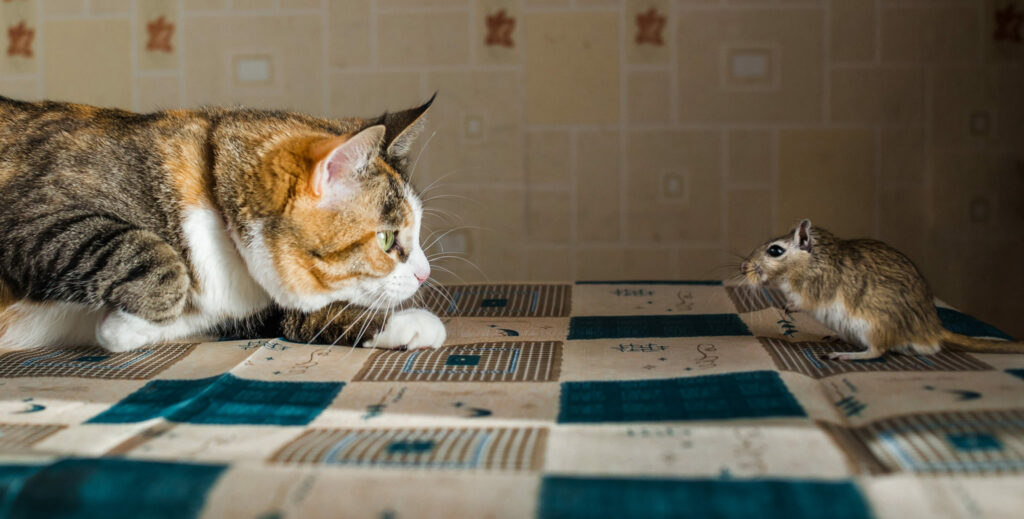 Gatos y roedores juntos Gatos y roedores juntos