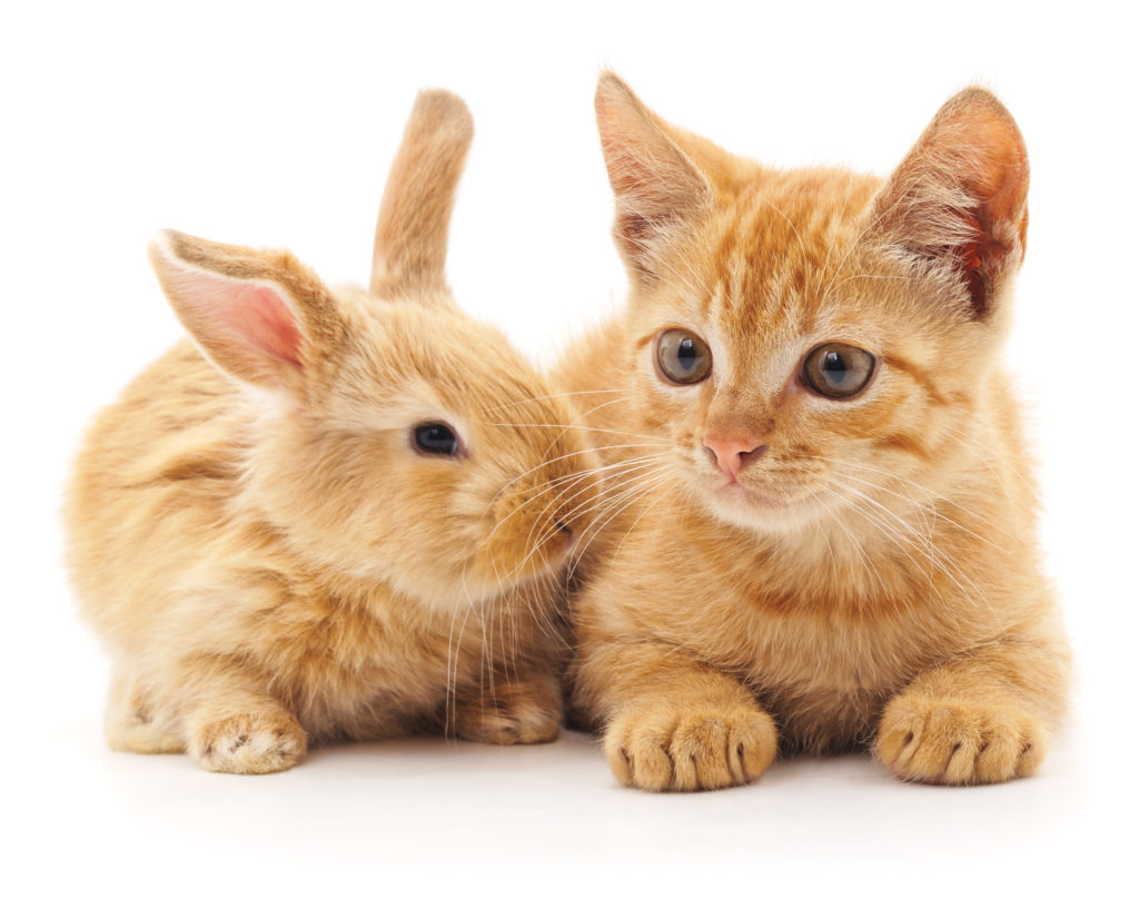 soborno Uva chatarra Gatos y roedores juntos | Adoptar un gato | zooplus