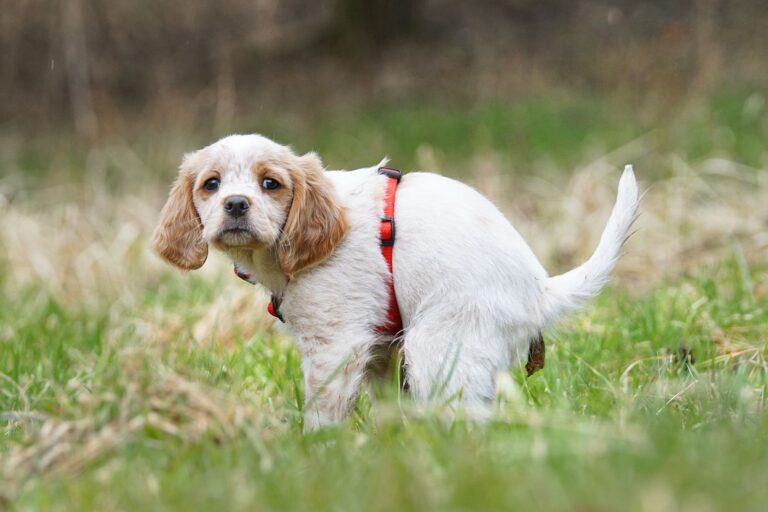 Giardia en perros